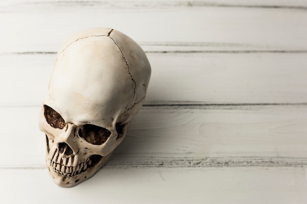 White human skull