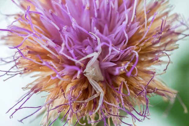 Free photo white humped crab spider thomisus onustu on maltese rockcentaury flower cheirolophus crassifolius