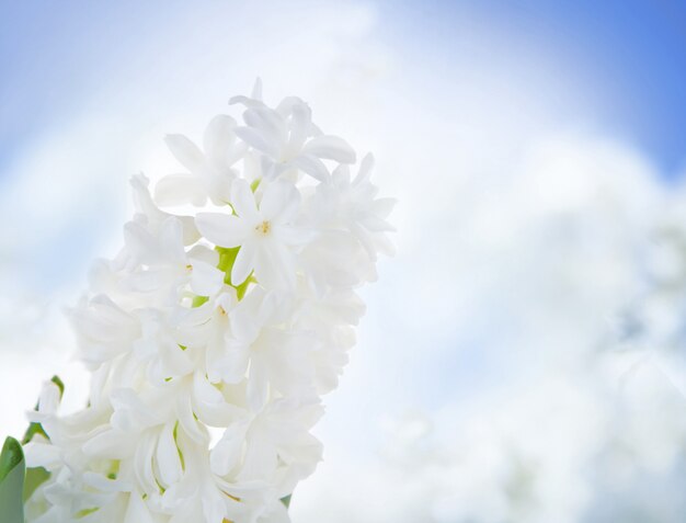 Белый гиацинт цветы над небом.