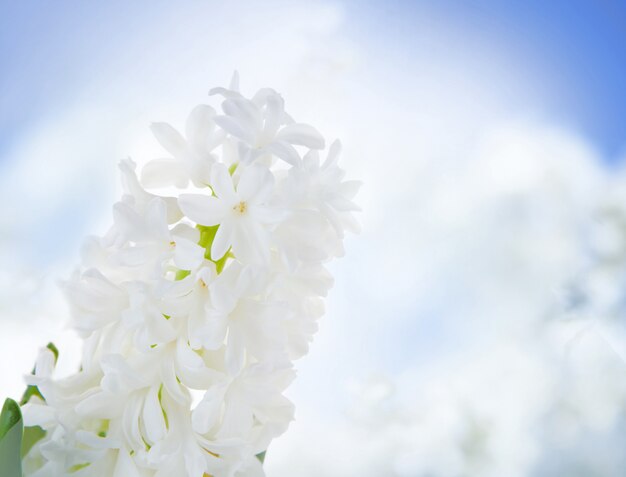 White hyacinth flowers over sky.