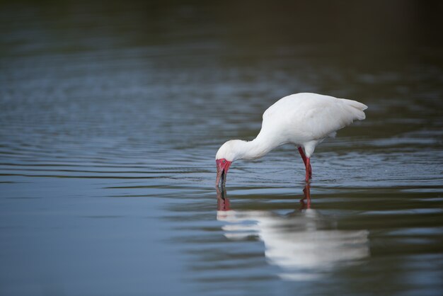 Белый ибис с красным клювом пьет воду из озера