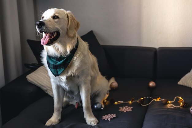 White labrador dog on the couch among the Christmas decor copy space