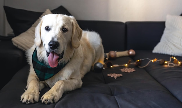 White labrador dog on the couch among the Christmas decor copy space