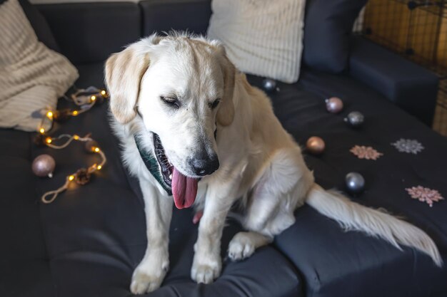 White labrador dog on the couch among the Christmas decor