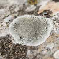 Free photo white lichens on the tree bark