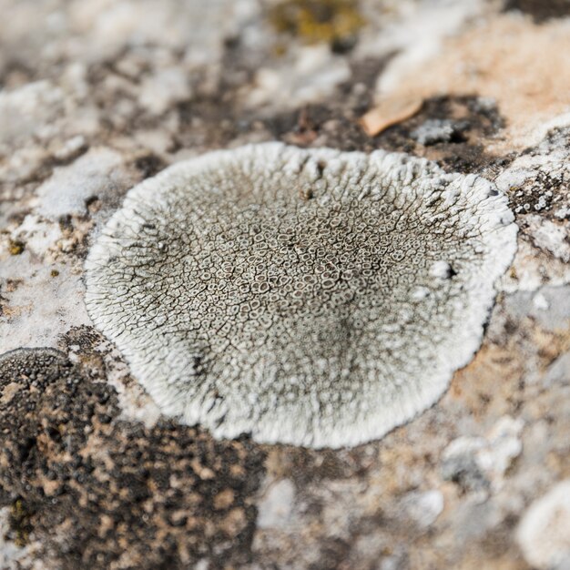 White lichens on the tree bark