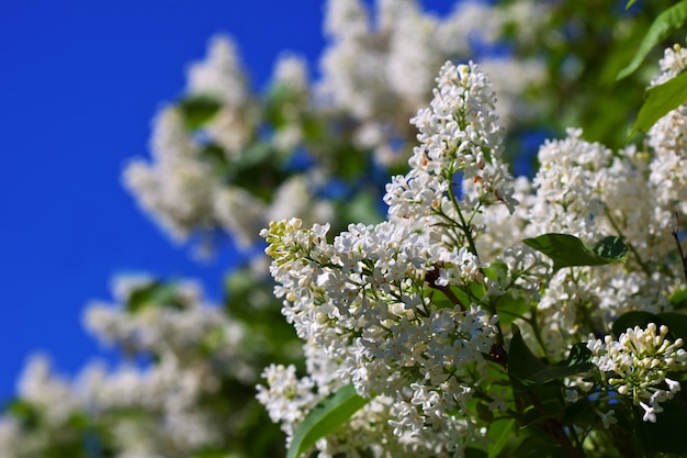 White lilac against blue sky