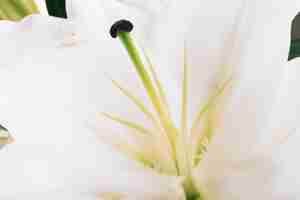 Free photo white lily flower with pollen