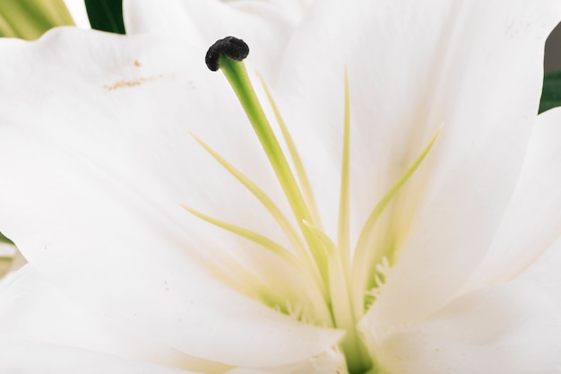Белый цветок лилии с пыльцой