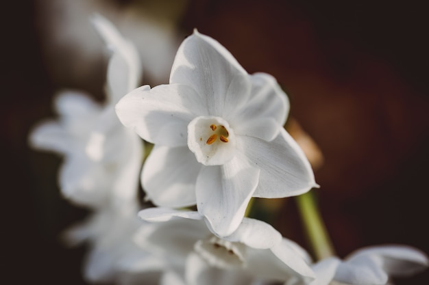 白いユリの花