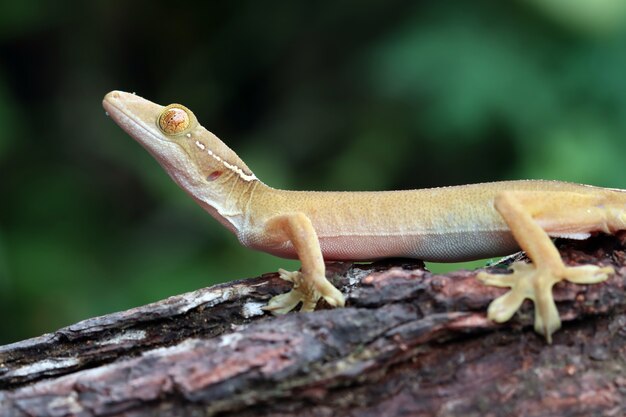 White line gecko closeup face on wood