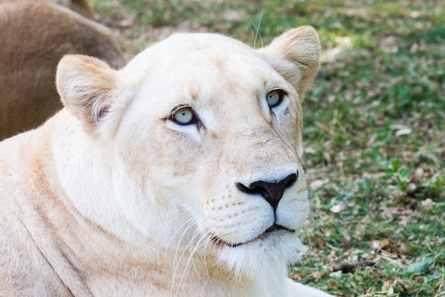 White lioness portrait