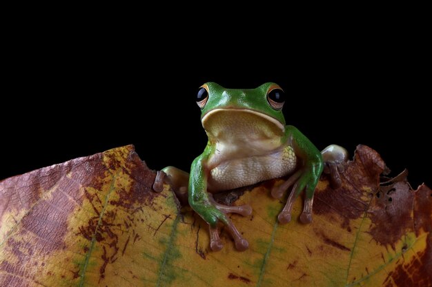 葉に白い唇のアマガエル