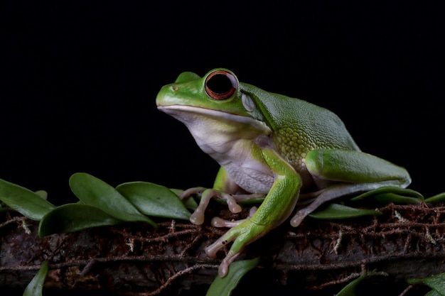 White lipped tree frog Litoria infrafrenata on wood