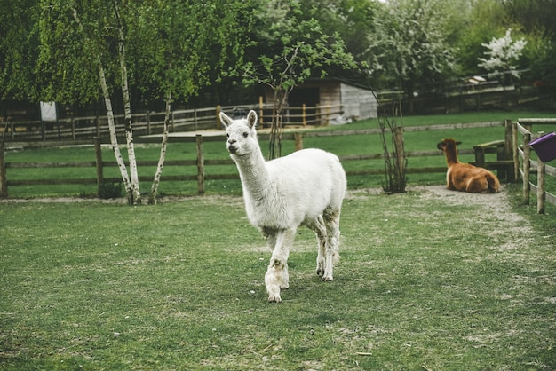 Free photo white llama walking and a brown llama sitting on grass in a park