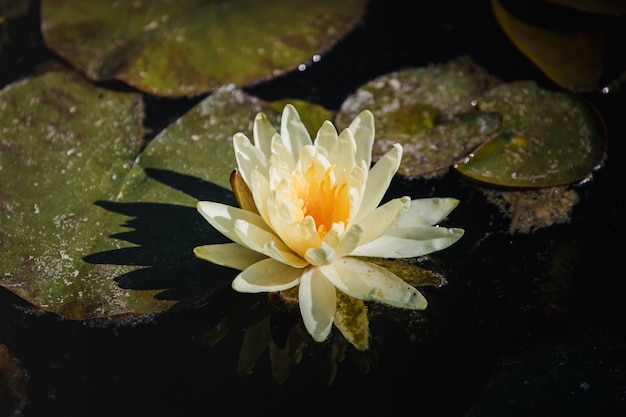 White lotus flower on water