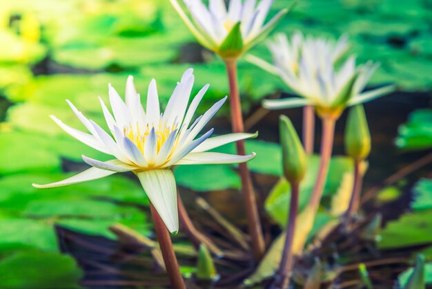 White lotus flower