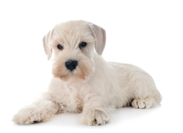 Premium Photo Miniature Schnauzers In Front On White Isolated