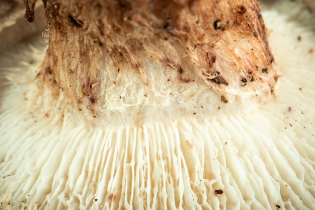 White mushroom closer look to white champignon