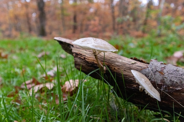 Белые грибы на стволе дерева в лесу
