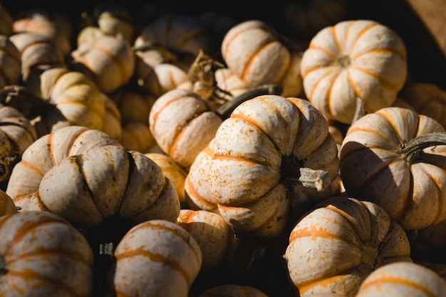 White and orange squash lot