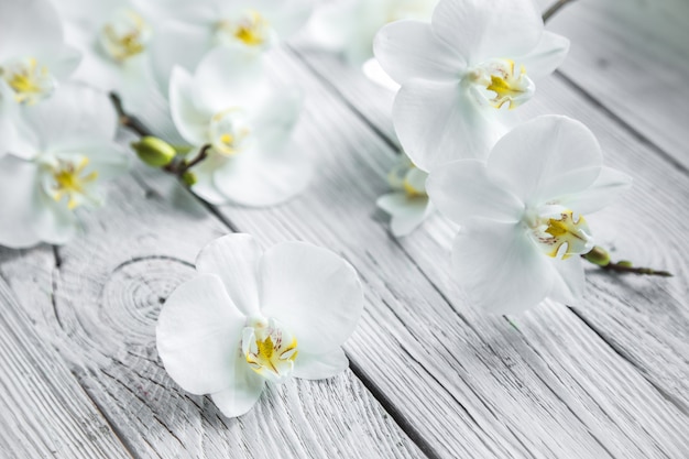 Free photo white orchid on wooden background