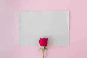 Бесплатное фото Белая бумага и красивая красная роза
