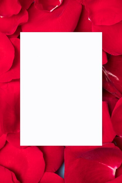 Белая бумага на лепестках красной розы копией пространства