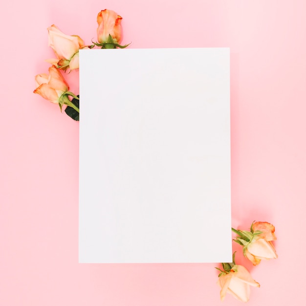 Free photo white paper over the roses against pink background