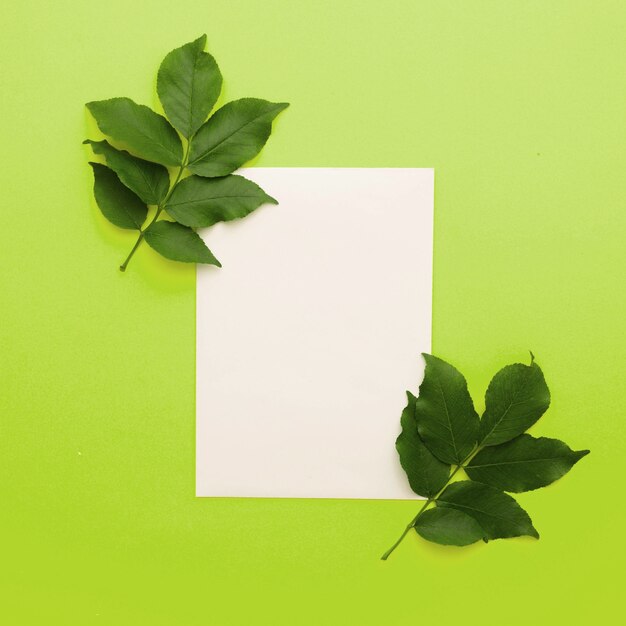 White paper with leaves twig on green background