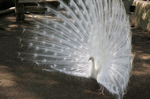 White peacock with his feathers flared