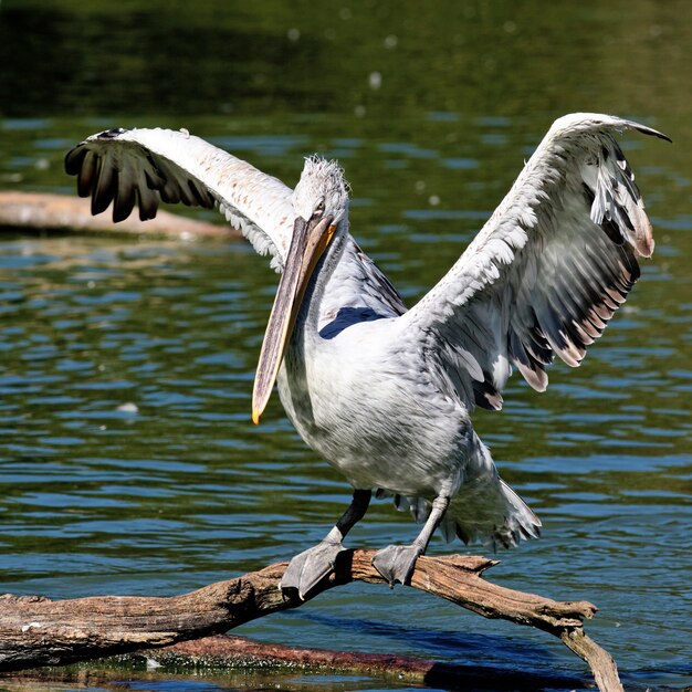 White pelican taking off in morning light