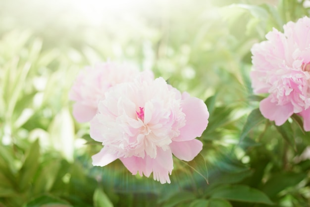 Peonia bianca