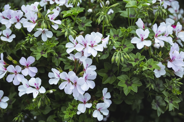 White periwinkle flower on plant