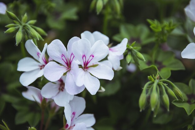 植物に白ツルニチニチソウの花