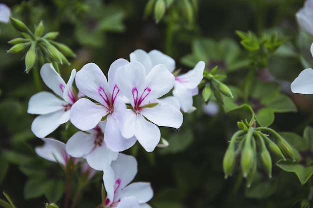 White periwinkle flower on plant