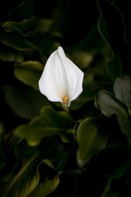 白い花びらの花