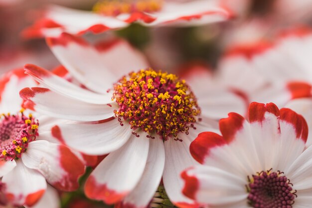 White petals of flowers with violet center