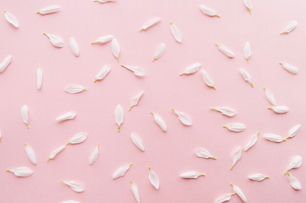 White petals over a light pink background