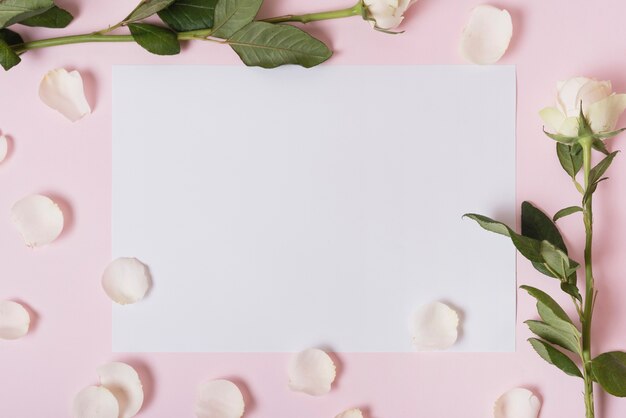 Белые лепестки и розы на бумаге на розовом фоне