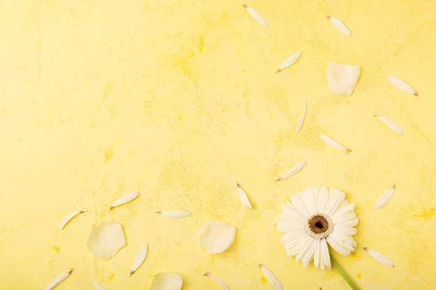 White petals with yellow copy space background