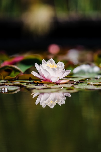 白とピンクの蓮の花が咲いています