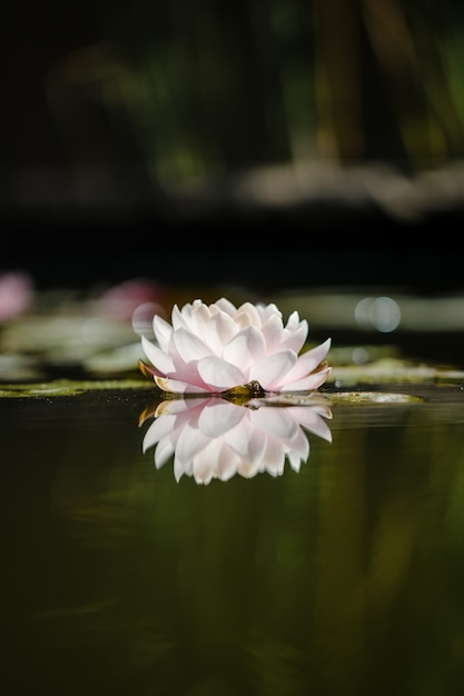 水に白とピンクの蓮の花