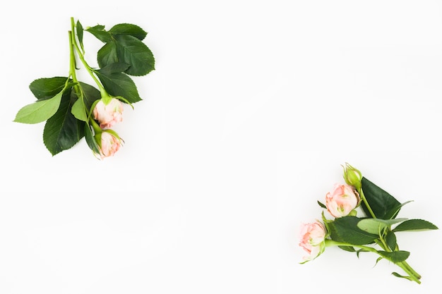 흰색 배경의 모서리에 꽃 봉오리와 화이트 핑크 장미
