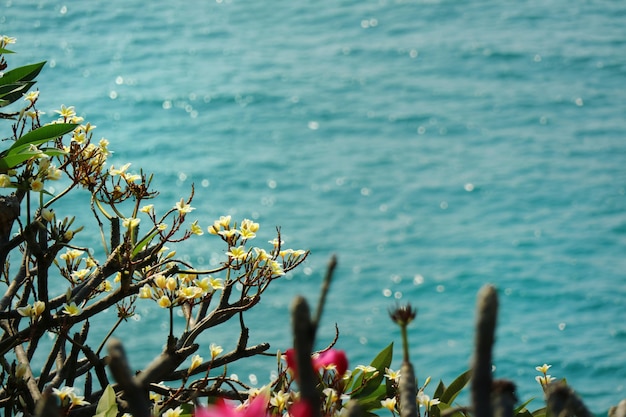 Белый plumeria цветы на дереве с зелеными листьями и красивое море в летнее время.