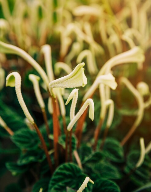 白い花粉の茎の背景