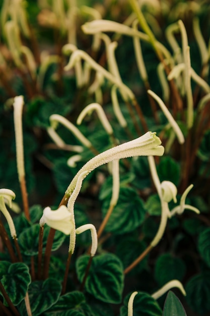 緑の植物の上の白い花粉