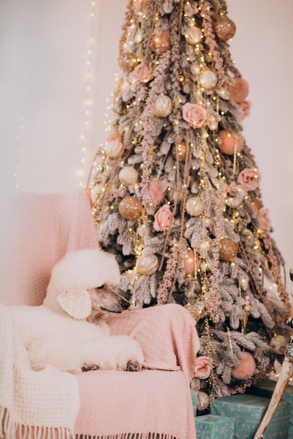 White poodle sitting by the christmas tree