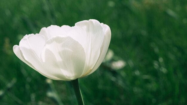 White poppy flower in a filed