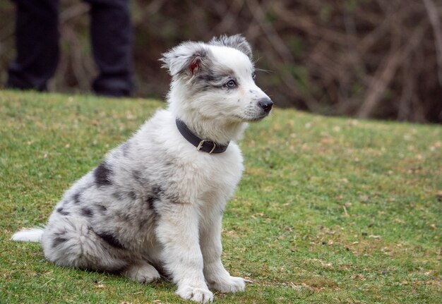 良い散歩の後に疲れた チョコレートラブラドールレトリバー犬が座ってあくびをします 若いペットの屋内ショット 白い壁の上の面白い子犬 無料の写真